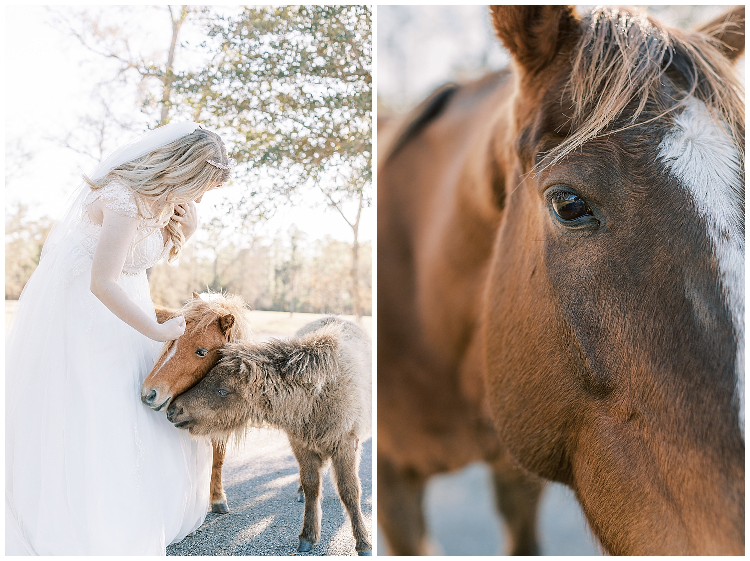 A mini pony nuzzles into the bride.